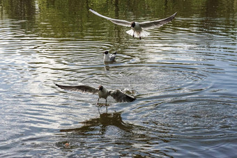 群海鸥苍蝇湖公园