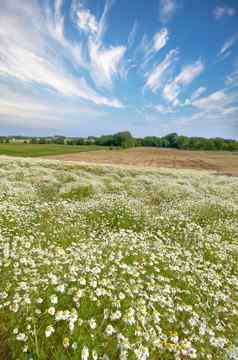 景观黛西花郁郁葱葱的草地夏天玛格丽特常年开花植物日益增长的长满草的场春天美丽的白色花初露头角的农场自然环境