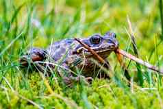常见的青蛙蛙temporaria隐藏绿色酱莫斯爱尔兰