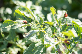 很多科罗拉多州甲虫科罗拉多州土豆甲虫幼虫土豆叶子土豆甲虫树叶自然自然背景关闭视图ten-striped斯皮尔曼主要土豆害虫