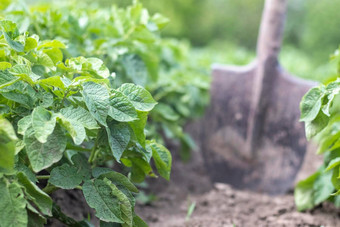 铲背景土豆灌木收获农业挖掘年轻的土豆块茎地面收获土豆农场收获土豆铲花园