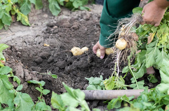 收获土豆土壤新挖收获土豆丰富的棕色（的）地面新鲜的有机土豆地面场夏天一天概念日益增长的食物土豆