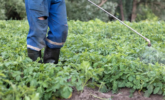 农民应用杀虫剂土豆作物腿男人。个人保护设备应用程序农药男人。喷雾土豆灌木解决方案铜硫酸