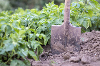铲背景土豆灌木收获农业挖掘年轻的土豆块茎地面收获土豆农场收获土豆铲花园