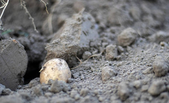 新鲜的有机土豆地面场夏天一天收获土豆土壤低角新鲜挖收获土豆丰富的棕色（的）地面概念日益增长的食物