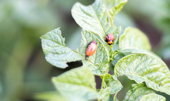 特写镜头科罗拉多州条纹甲虫幼虫损坏的土<strong>豆</strong>叶子瘦子叶Decemlineata土<strong>豆</strong>害虫<strong>花</strong>园阳光幼虫科罗拉多州土<strong>豆</strong>寄生虫吃叶子