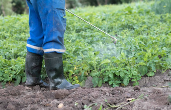 农民应用杀虫剂土豆作物化学物质农业战斗真菌感染昆虫男人。喷雾农药土豆种植园手喷雾器