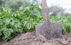 铲背景土豆灌木挖掘年轻的土豆块茎地面农场挖掘土豆铲场土壤收获土豆秋天