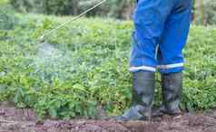 农民应用杀虫剂土豆作物化学物质农业战斗真菌感染昆虫男人。喷雾农药土豆种植园手喷雾器