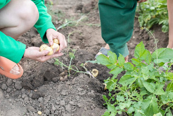 收获土豆土壤新挖收获土豆丰富的棕色（的）地面新鲜的有机土豆地面场夏天一天概念日益增长的食物土豆