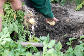<strong>收获</strong>土豆土壤新挖<strong>收获</strong>土豆丰富的棕色（的）地面新鲜的有机土豆地面场夏天一天概念<strong>日</strong>益增长的食物土豆