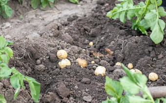 新鲜的有机土豆地面场夏天一天<strong>收获</strong>土豆土壤低角新鲜挖<strong>收获</strong>土豆丰富的棕色（的）地面概念<strong>日</strong>益增长的食物