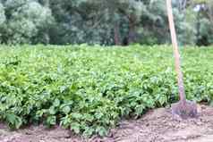 铲背景土豆灌木收获农业挖掘年轻的土豆块茎地面收获土豆农场收获土豆铲花园