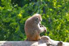 猴子坐在树清洗羊毛传播疾病流感大流行病毒传播人全球问题