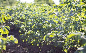 土豆种植园成长场农业农业绿色场土豆行土豆种植园茄属植物tuberosum夏天景观农业土地