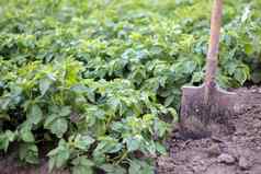 铲背景土豆灌木挖掘年轻的土豆块茎地面农场挖掘土豆铲场土壤收获土豆秋天