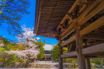 樱桃<strong>花朵</strong>圆寺庙镰仓城市