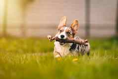 快乐威尔士矮脚狗狗运行草坚持玩具狗在户外阳光明媚的一天有趣的威尔士矮脚狗小狗玩狗玩具