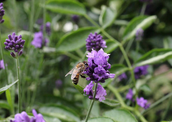 蜂蜜蜜蜂授粉薰衣草花衰变植物昆虫薰衣草花花园软焦点模糊背景蜜蜂授粉薰衣草花