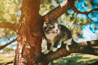可爱的<strong>猫</strong>坐着树在户外自然阳光明媚的一天