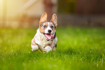 快乐威尔士矮脚狗狗小狗运行草在户外阳光明媚的一天肖像美丽的纯种蓝色的默尔开襟羊毛衫威尔士威尔士矮脚狗小狗运行开放口