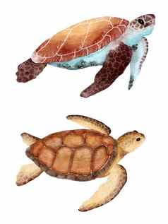 水彩海乌龟乌龟手画插图海洋水下海洋航海设计濒临灭绝的物种动物太平洋水域野生动物