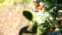 草莓树水果爱尔兰杨梅乌内多浆果该隐狗苹果欧洲植物区系