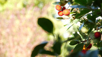 草莓树<strong>水果</strong>爱尔兰<strong>杨梅</strong>乌内多浆果该隐狗苹果欧洲植物区系
