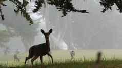 野生年轻的小鹿鹿家庭放牧柏树树多雾的森林加州