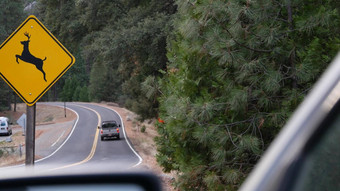 鹿穿越黄色的路标志加州美国野生动物兴交通安全