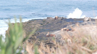 野生海豹假山海狮子休息岩石海洋海滩加州野生动物