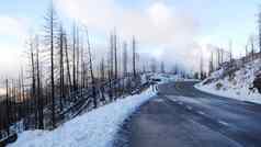 森林火之后大火烧烧焦的松树树干加州