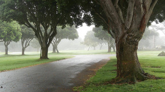 有雾的神秘的森林雾阴霾行树平静多雾的多雨的天气