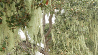 花边地底莫斯挂多雾的有雾的森林树仙女神秘的森林美国