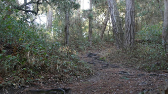 路径森林木小道格罗夫松柏科的松柏树树加州