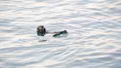 野生海水獭海洋动物游泳海洋水加州海岸野生动物