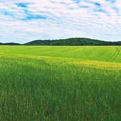 景观场春天时间概念农业自然绿色粮食天空