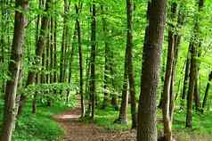 自然绿色背景美丽的春天落叶森林树叶子放松休息灵魂概念生态自然