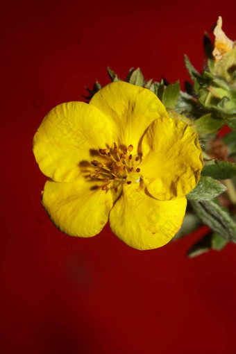 黄色的花开花关闭植物背景大大小高质量打印dasiphora草草原家庭百里香科墙海报