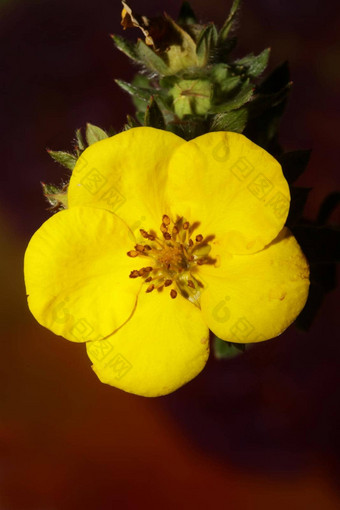 黄色的花开花关闭植物背景大大小高质量打印dasiphora草草原家庭百里香科墙海报