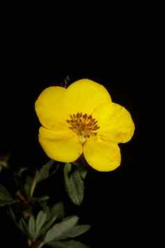 黄色的花开花关闭植物背景大大小高质量打印dasiphora草草原家庭百里香科墙海报