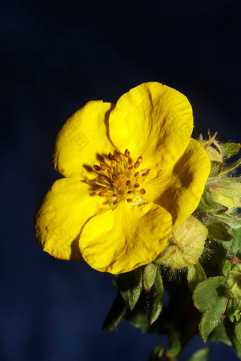 黄色的花开花关闭植物背景大大小高<strong>质量</strong>打印dasiphora草草原家庭百里香科墙<strong>海报</strong>