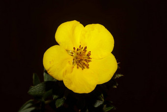 黄色的花开花关闭植物背景大大小高质量打印dasiphora草草原家庭百里香科墙海报