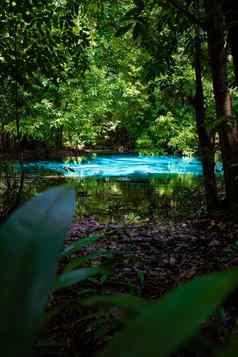 翡翠池蓝色的池树红树林水晶清晰的水翡翠池甲米泰国