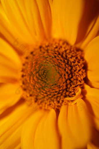 黄色的花开花关闭植物背景螺旋体向日葵属家庭菊科大大小金属打印高质量自然图片