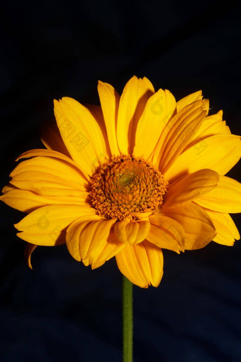 黄色的花开花关闭植物背景螺旋体向日葵属家庭菊科大大小金属打印高质量自然图片