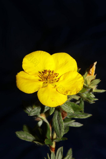 黄色的<strong>花开</strong>花关闭植物背景大大小高质量打印dasiphora草草原家庭百里香科墙<strong>海报</strong>