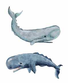 水彩精子鲸鱼手画插图海海洋水下海洋航海设计濒临灭绝的物种动物太平洋水域野生动物