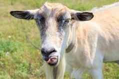 山羊显示舌头山羊放牧场夏天一天