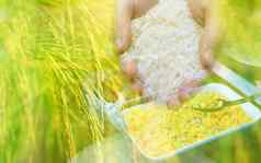 手持有大米帕迪场黑色的勺子独家新闻黄色的甜蜜的玉米白色碗全球食物危机概念有机食物食物进口出口业务玉米大米市场背景